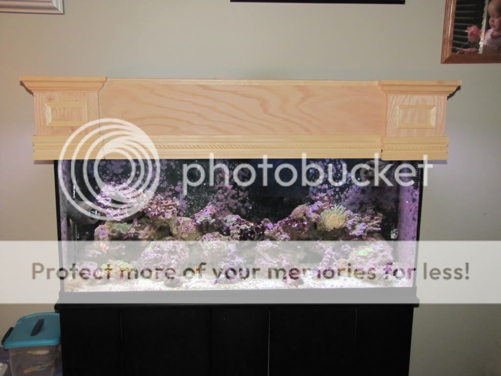 55 Gallon Canopy Build 3reef Aquarium Forums